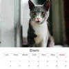 Calendarios de pared 2025 gatos