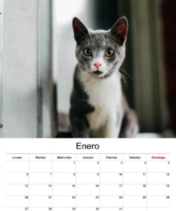 Calendarios de pared 2025 gatos